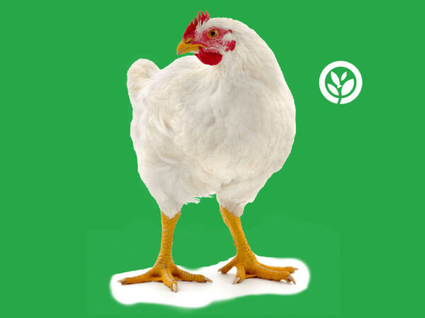 JMeggro Broiler chicken for sale