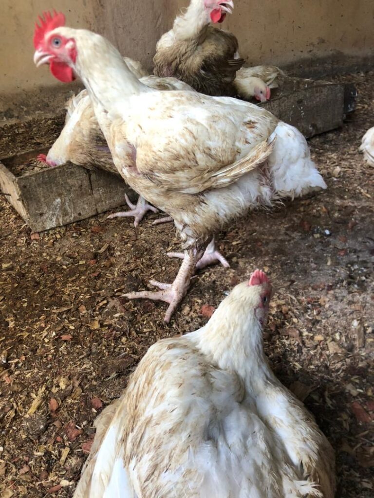 matured healthy live broiler chicken for you